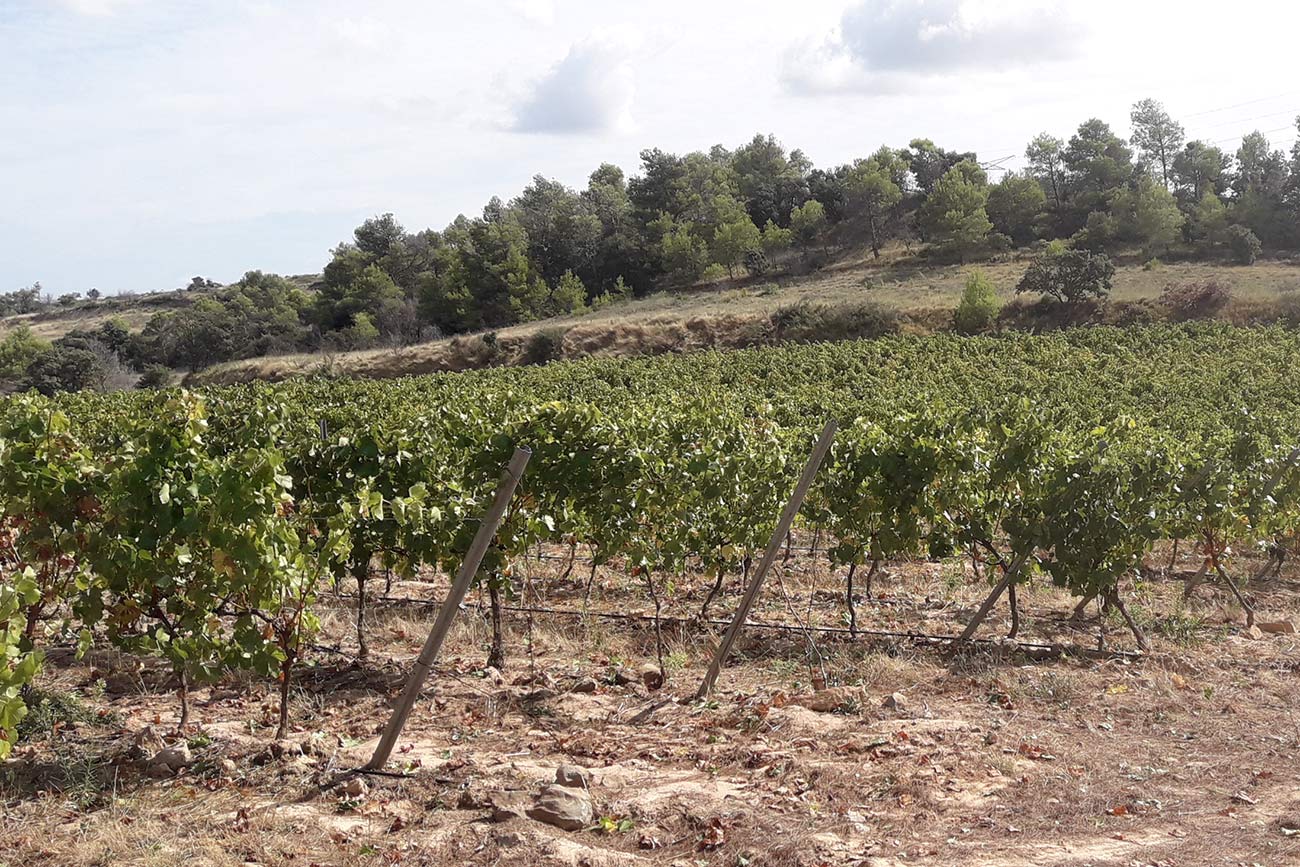 Chateau Saint Mery