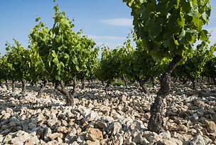 Chateau Sainte Eulalie