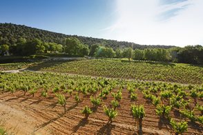 Chateau Simone