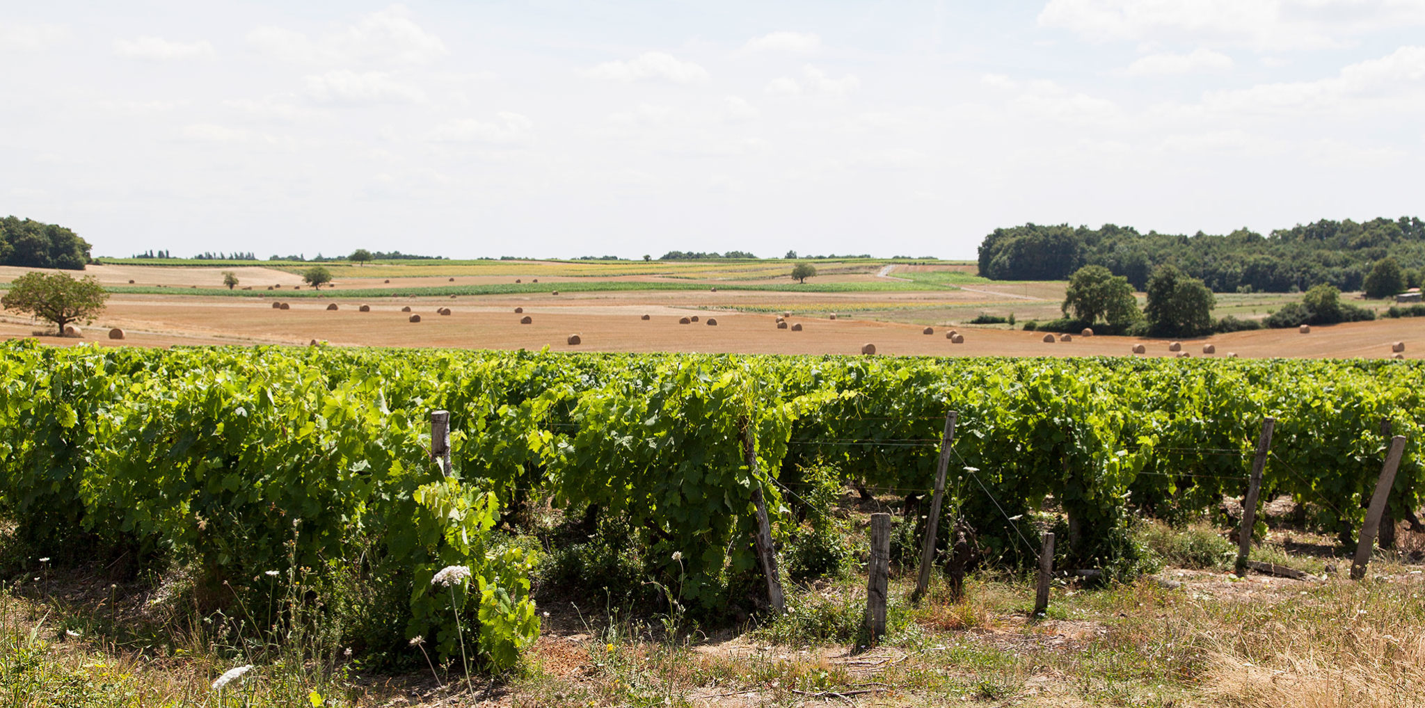 Clos de Nancrevant