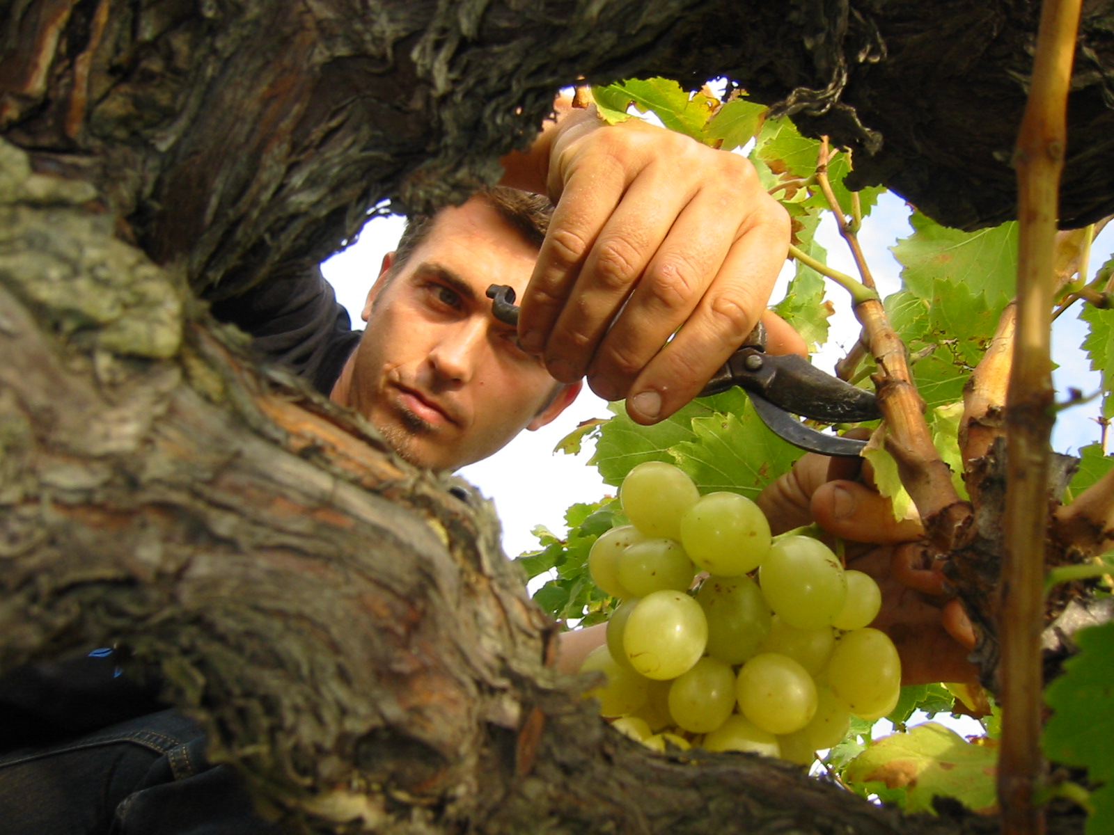 Clos Massotte
