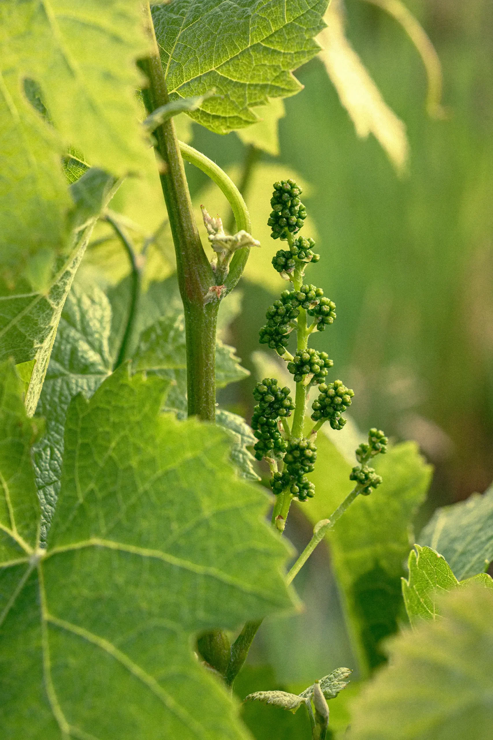 Clos Mazetou