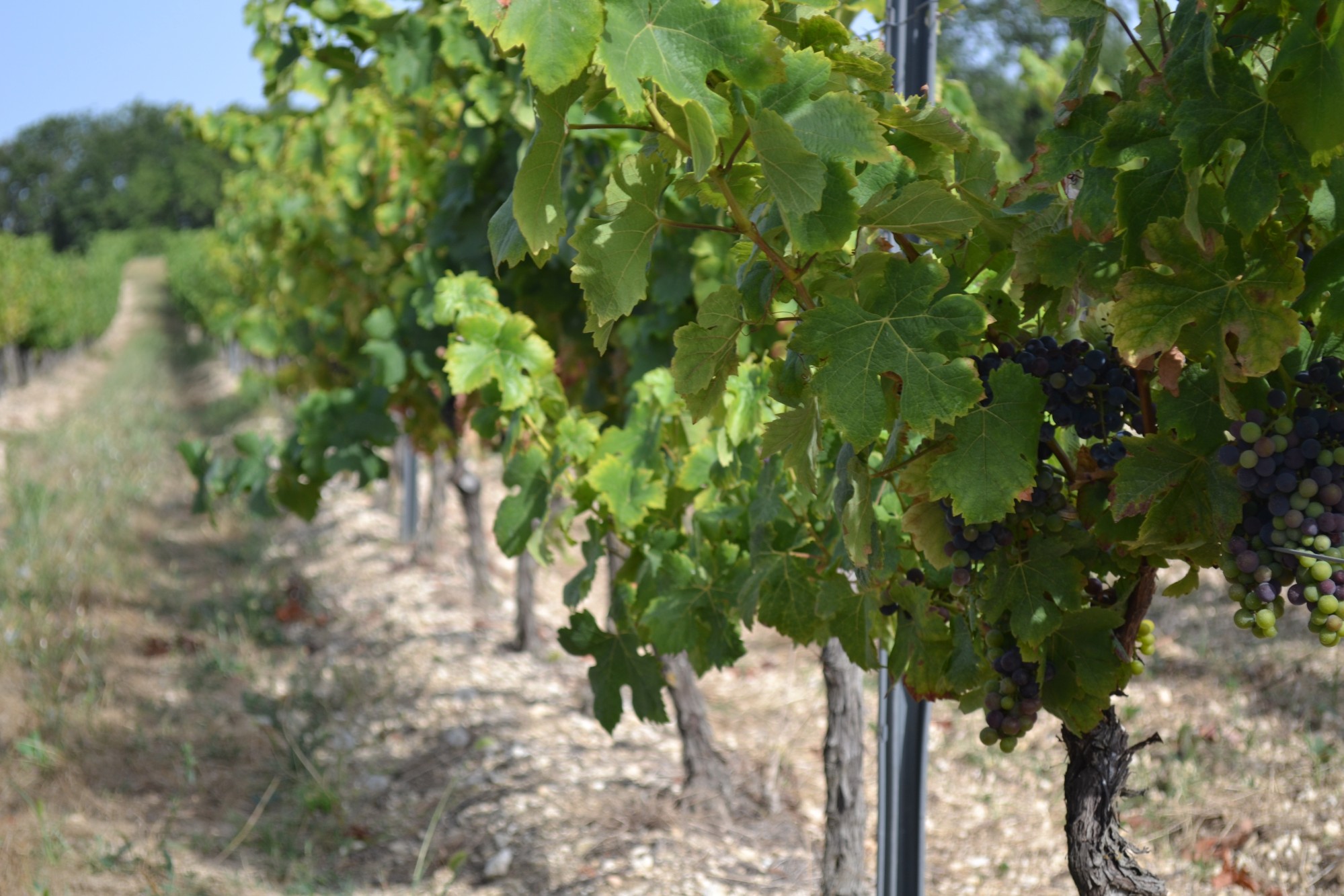 Clos Rocailleux