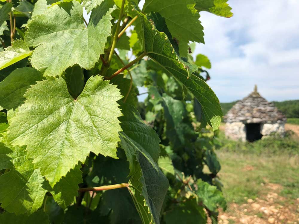 Clos Siguier