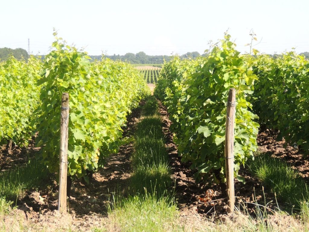 Domaine Adele Rouze