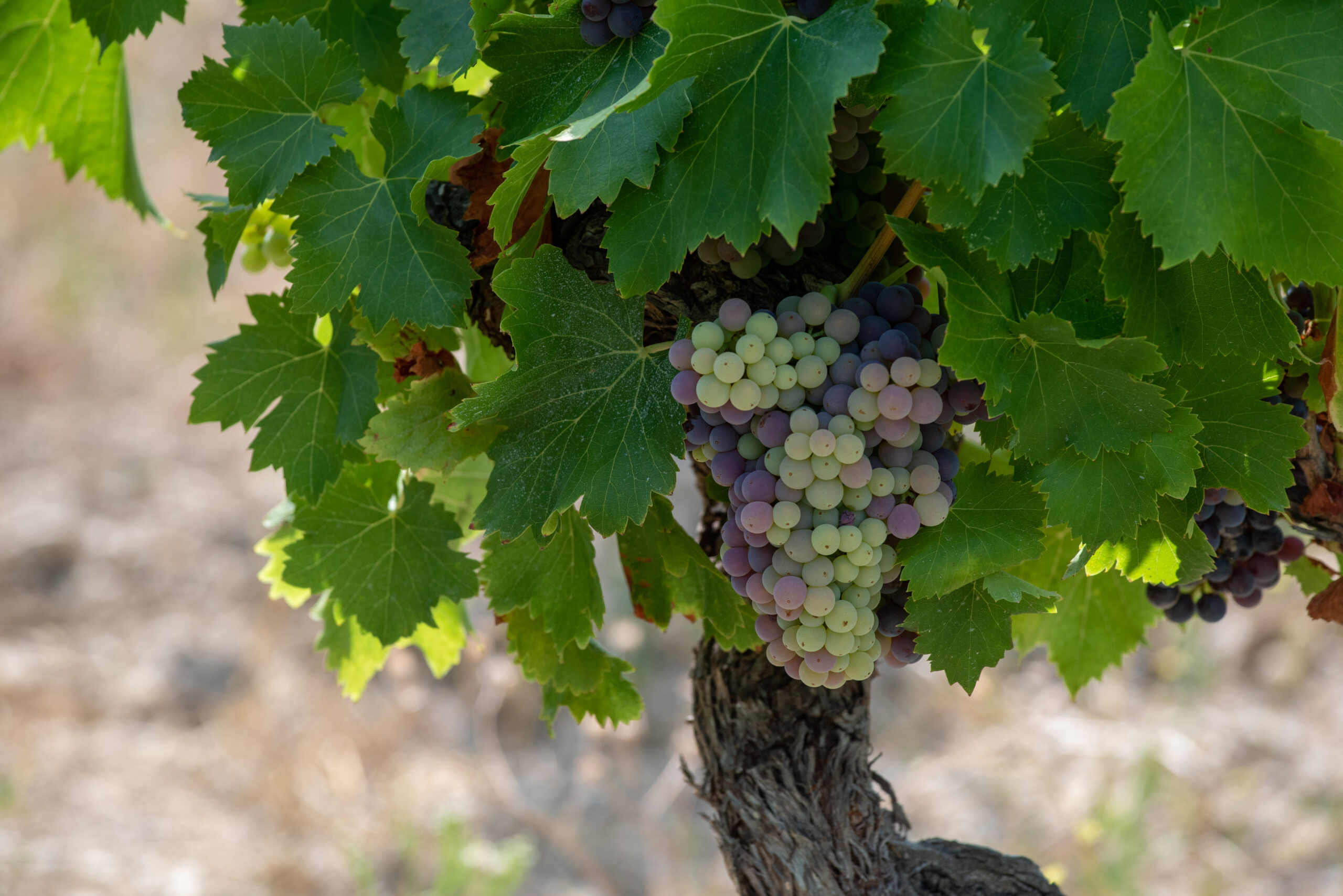 Domaine Alloïs