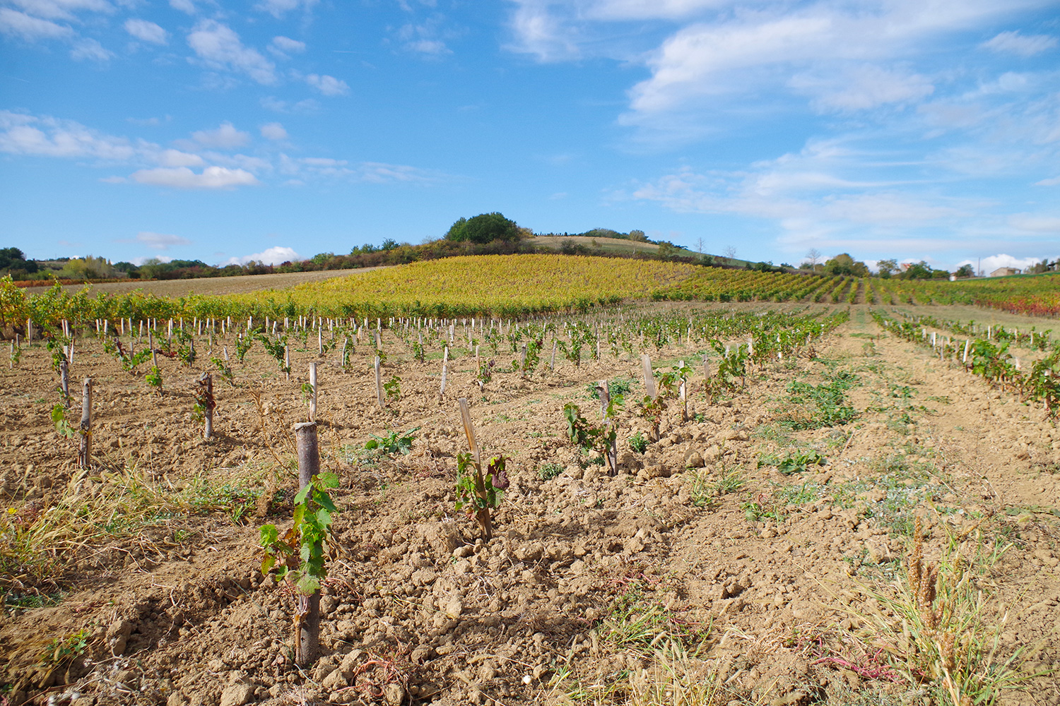 Domaine Ambre