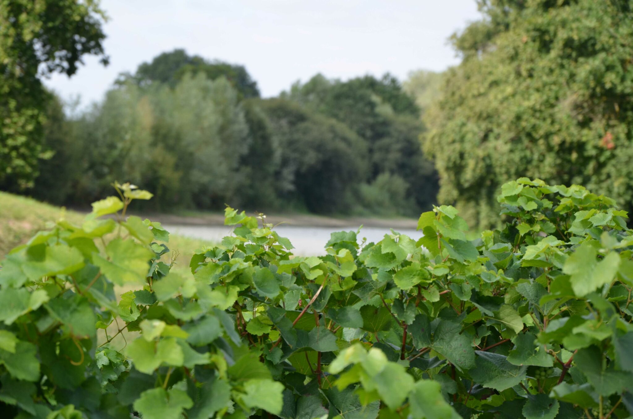Domaine Andre Pigeat