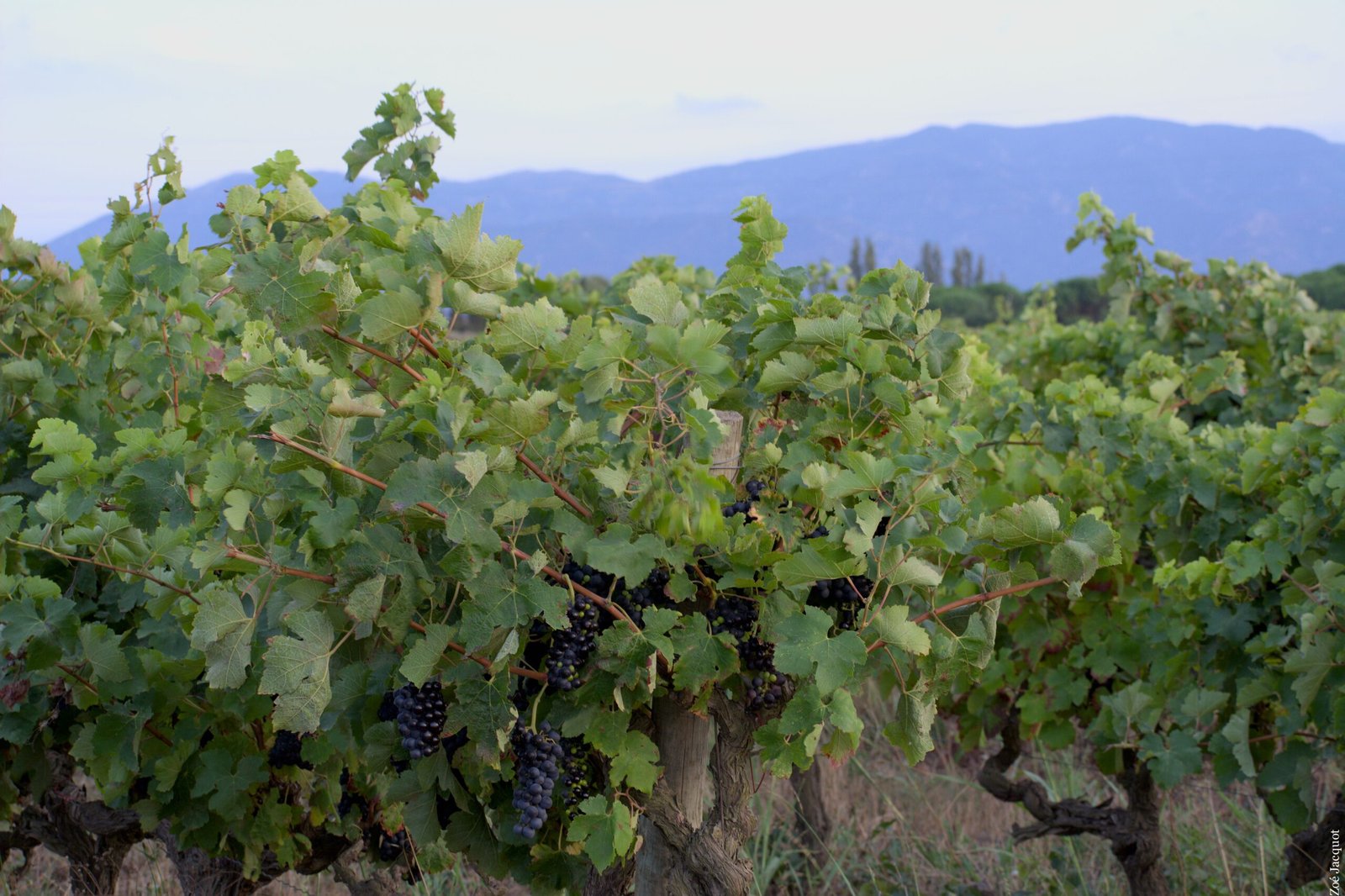 Domaine Arquiris