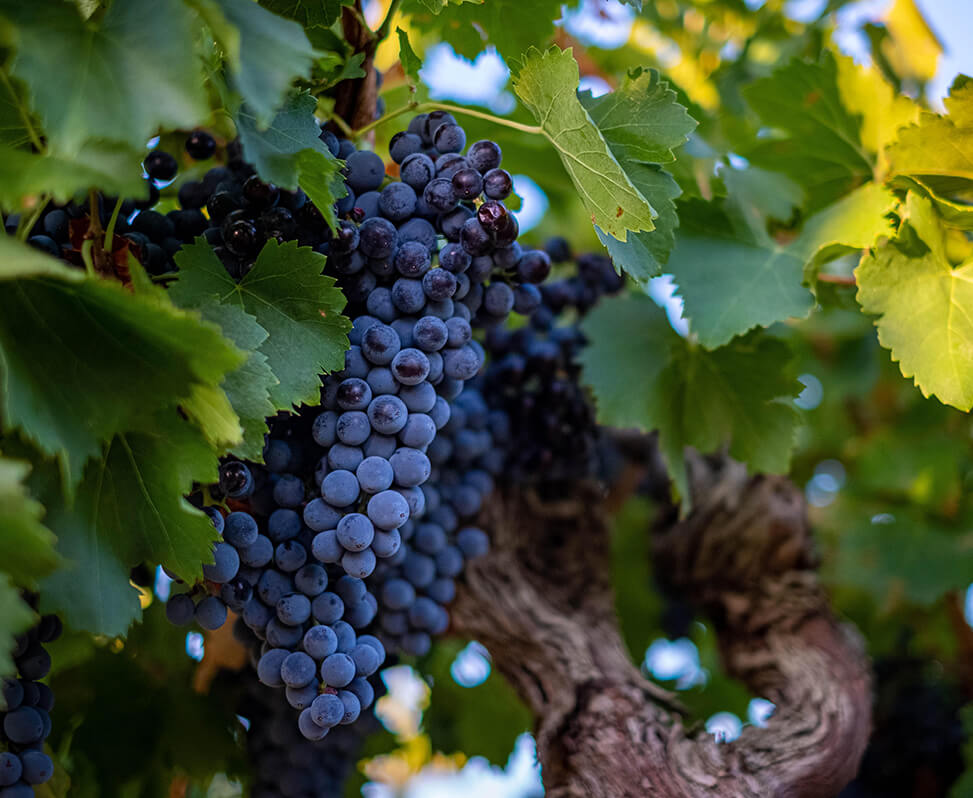 Domaine Autard Paul