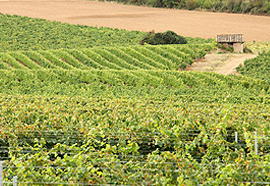 Domaine Barreau