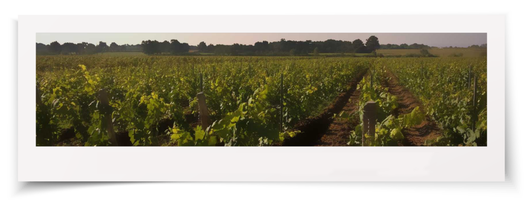 Domaine Batard Langelier