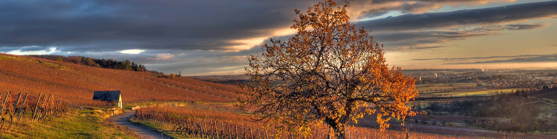Domaine Becht Pierre et Frederic