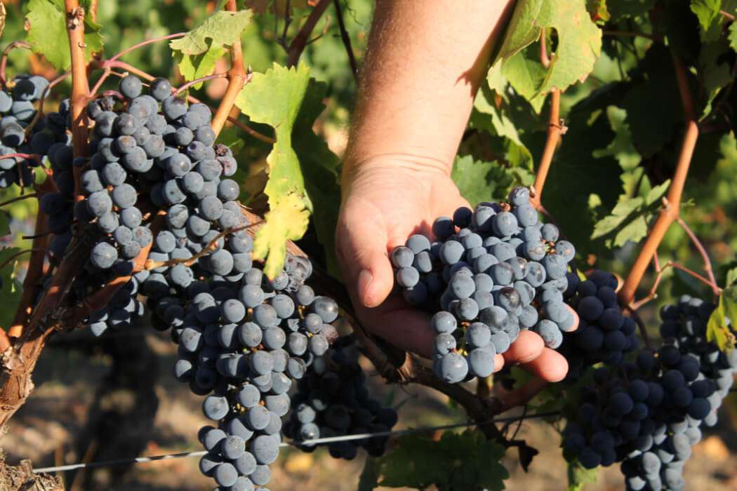 Domaine Bellivier