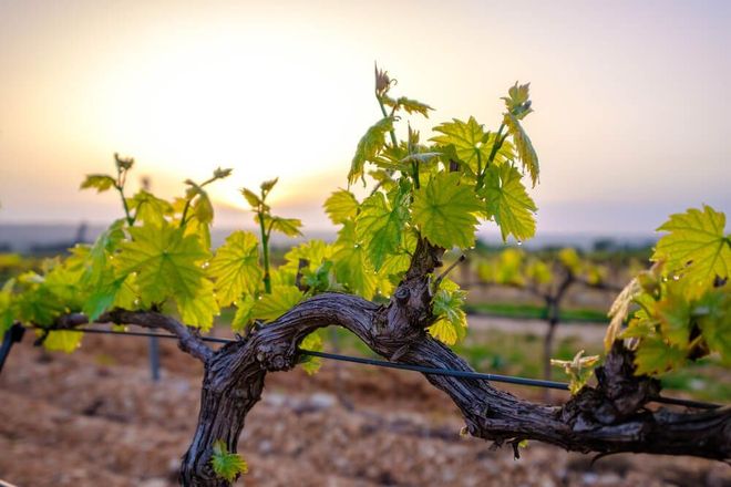 Domaine Bergeron