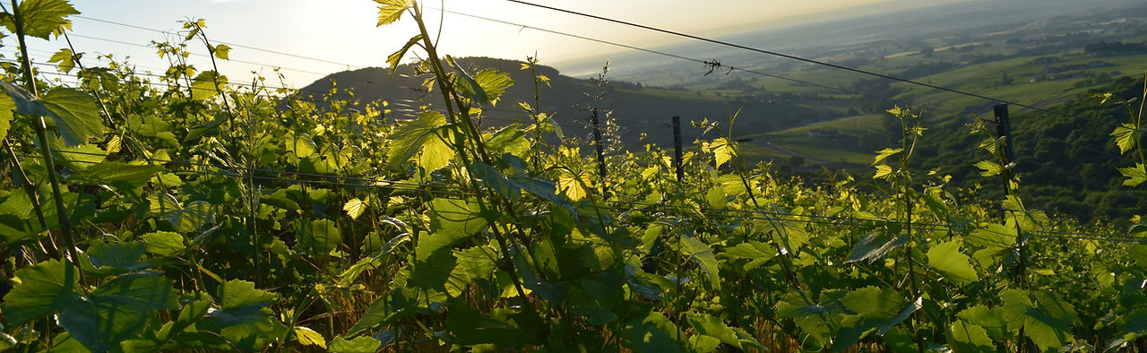 Domaine Bernard Jomain