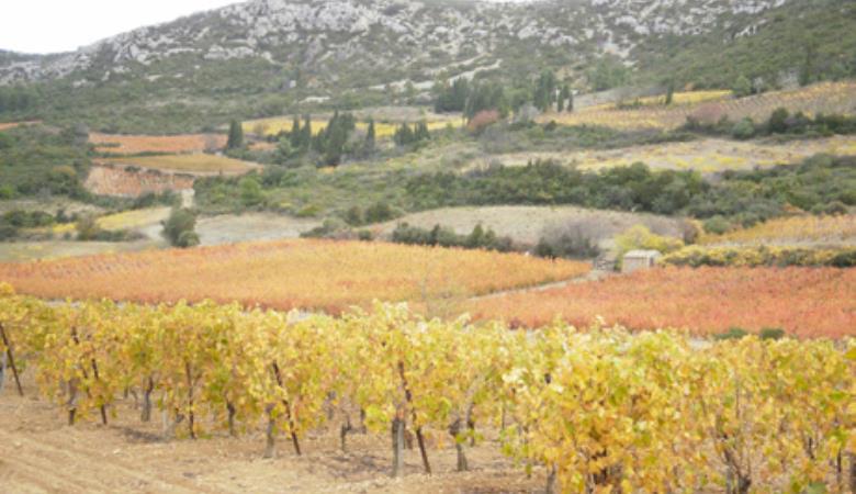 Domaine Bobe