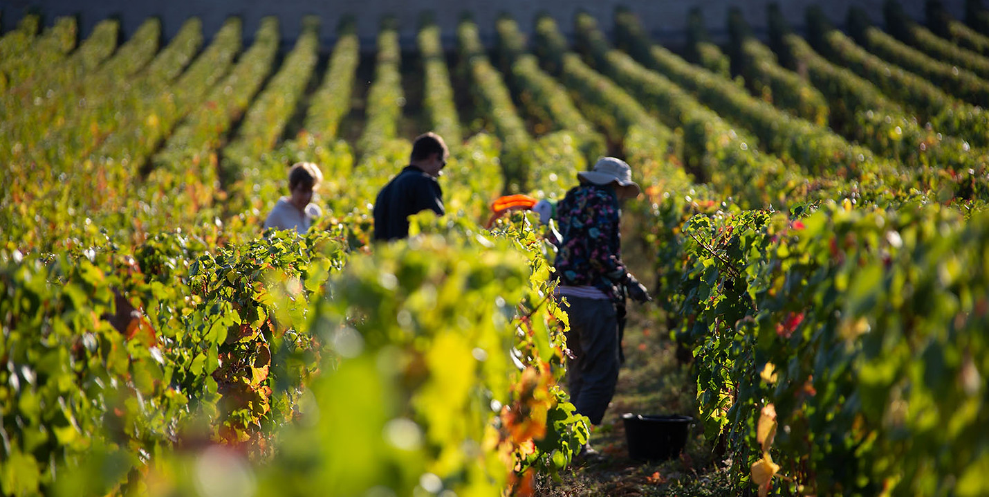 Domaine Bony Gachot