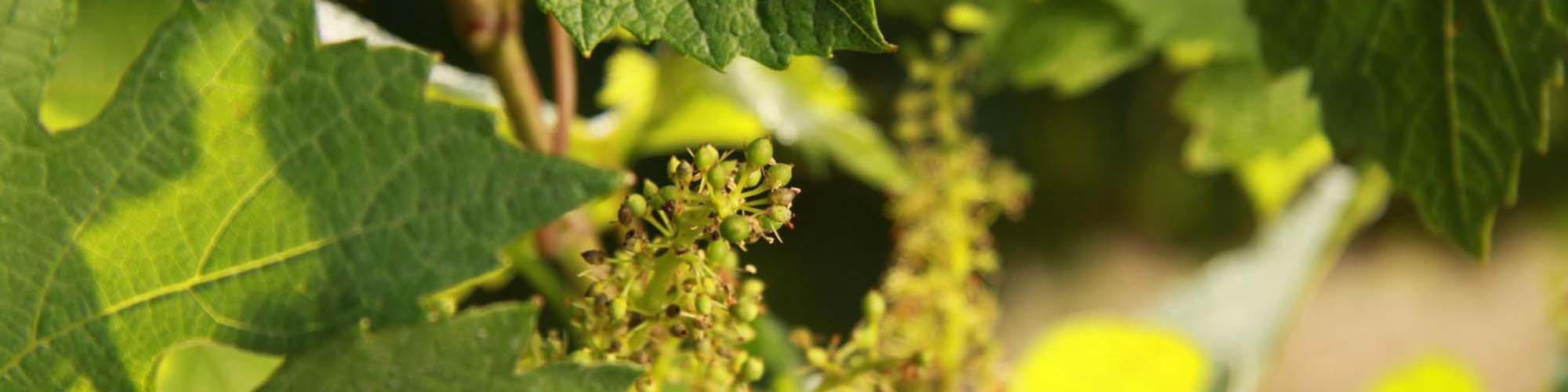 Domaine Boussard