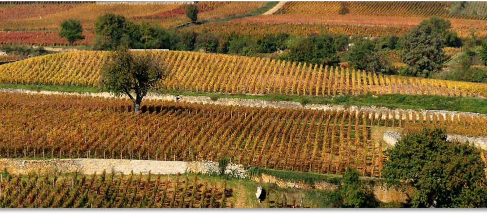 Domaine Cachat-Ocquidant et Fils