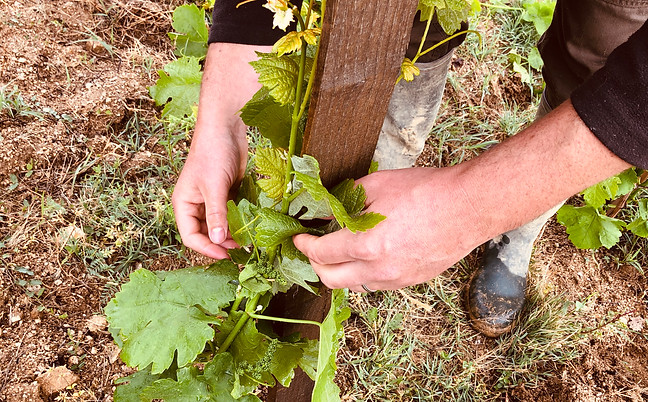 Domaine Chaboud-Cellier