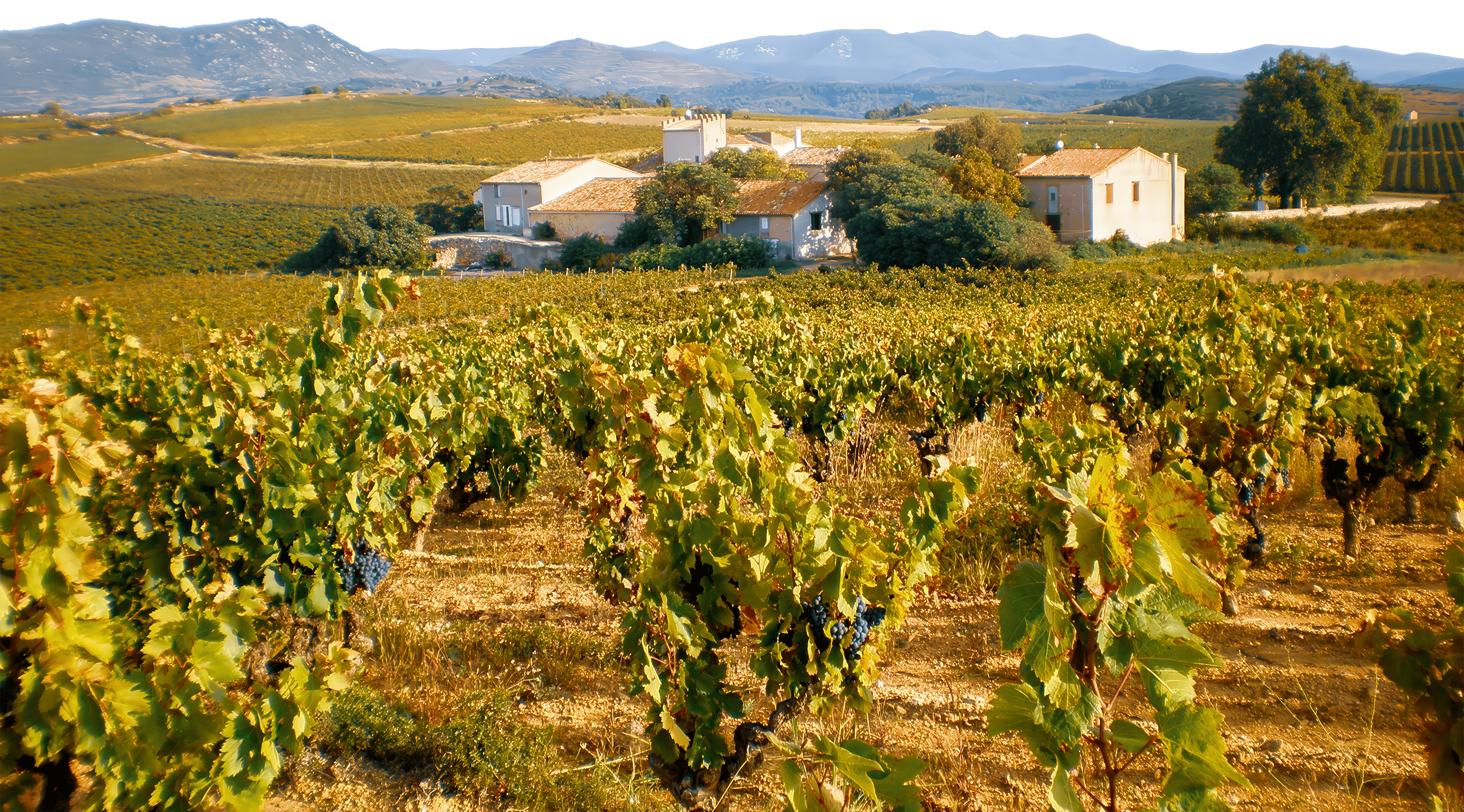 Domaine Chateau Veyran
