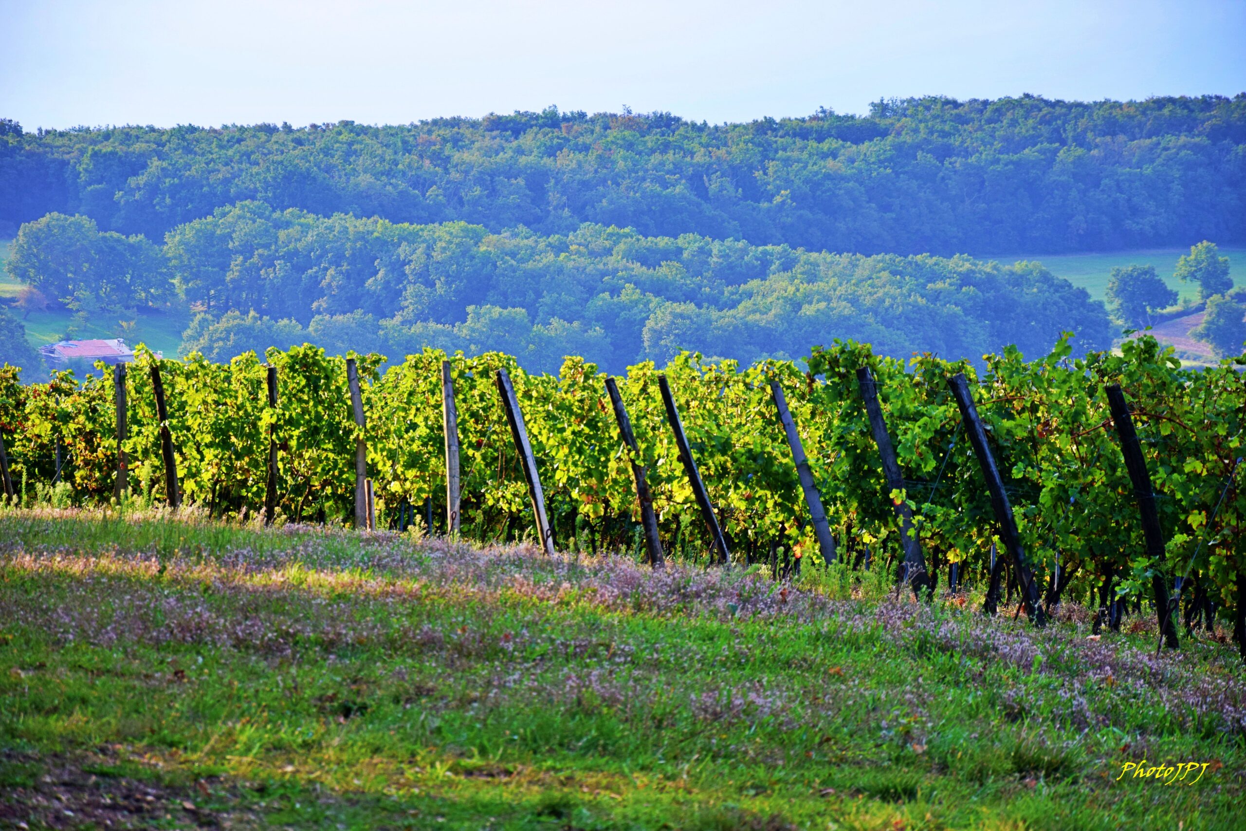 Domaine Christophe Avi