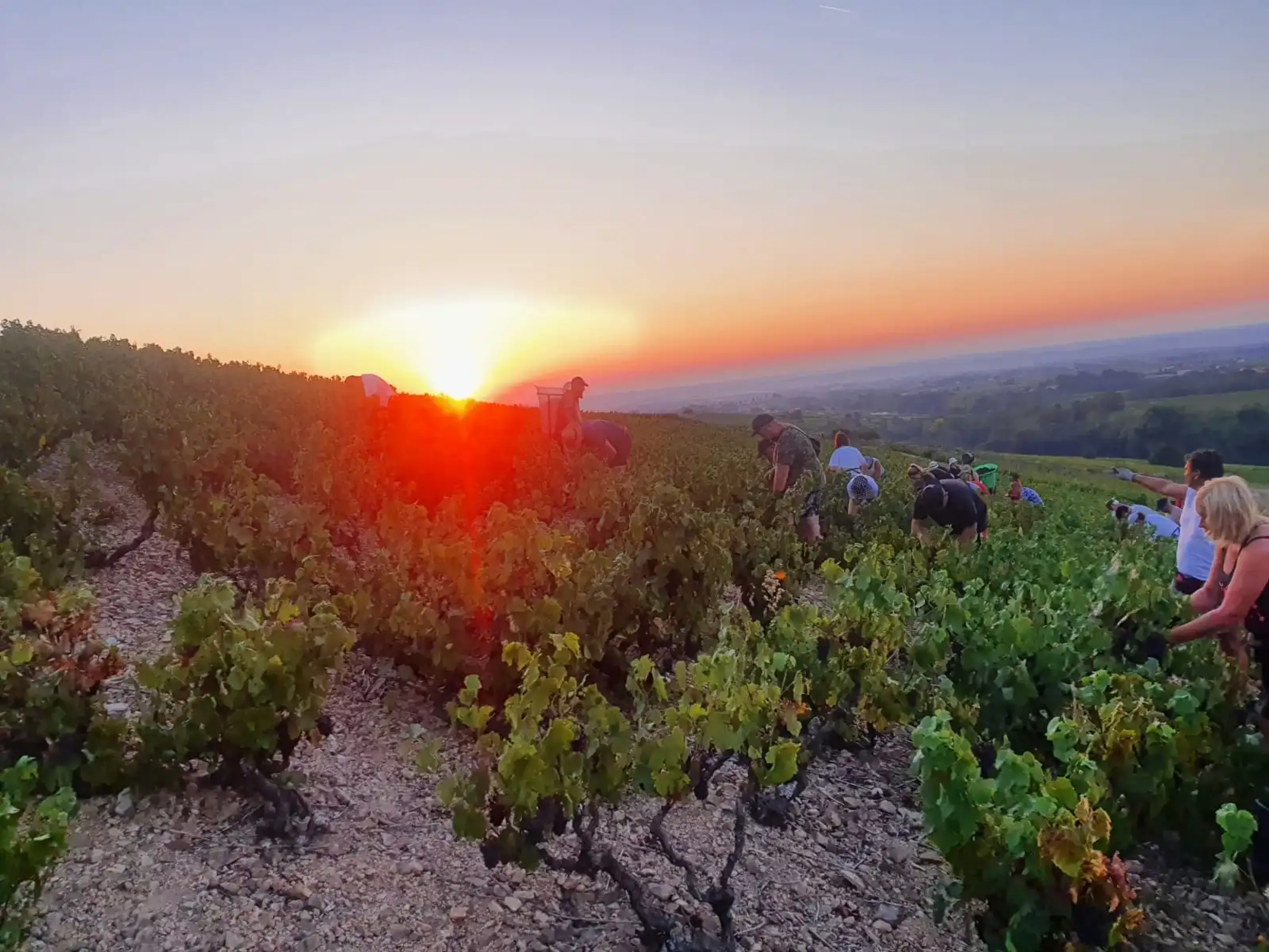 Domaine Christophe Savoye