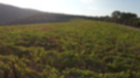 Domaine Coston