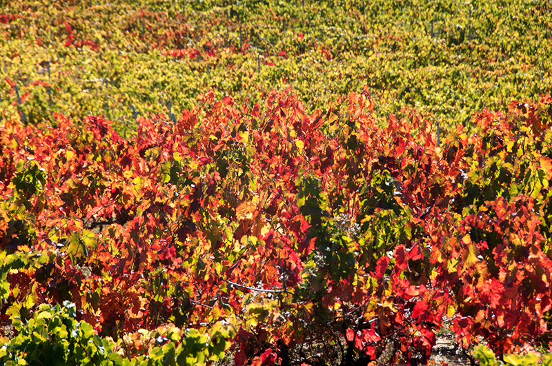 Domaine de Bel Air