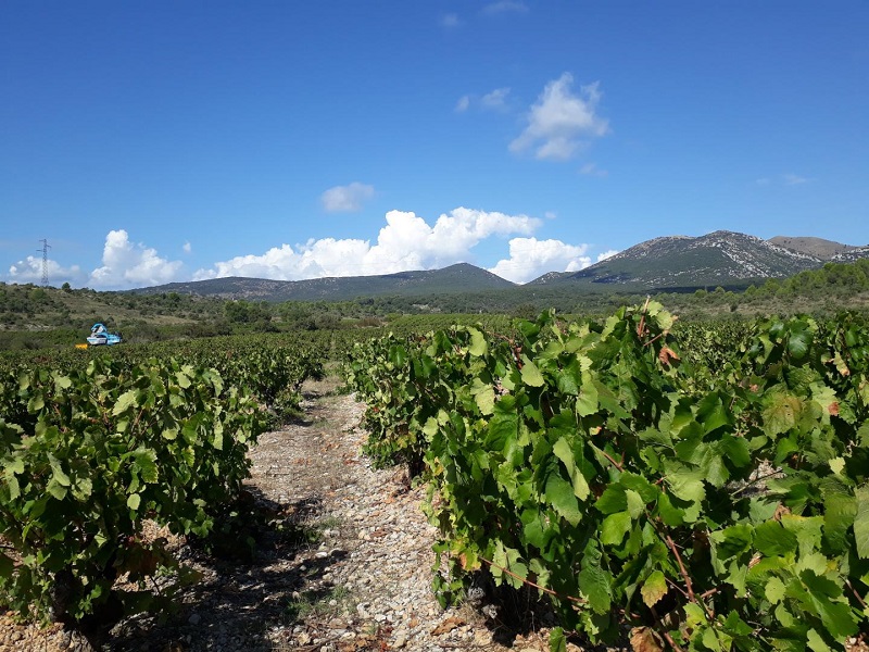Domaine de Blancardy