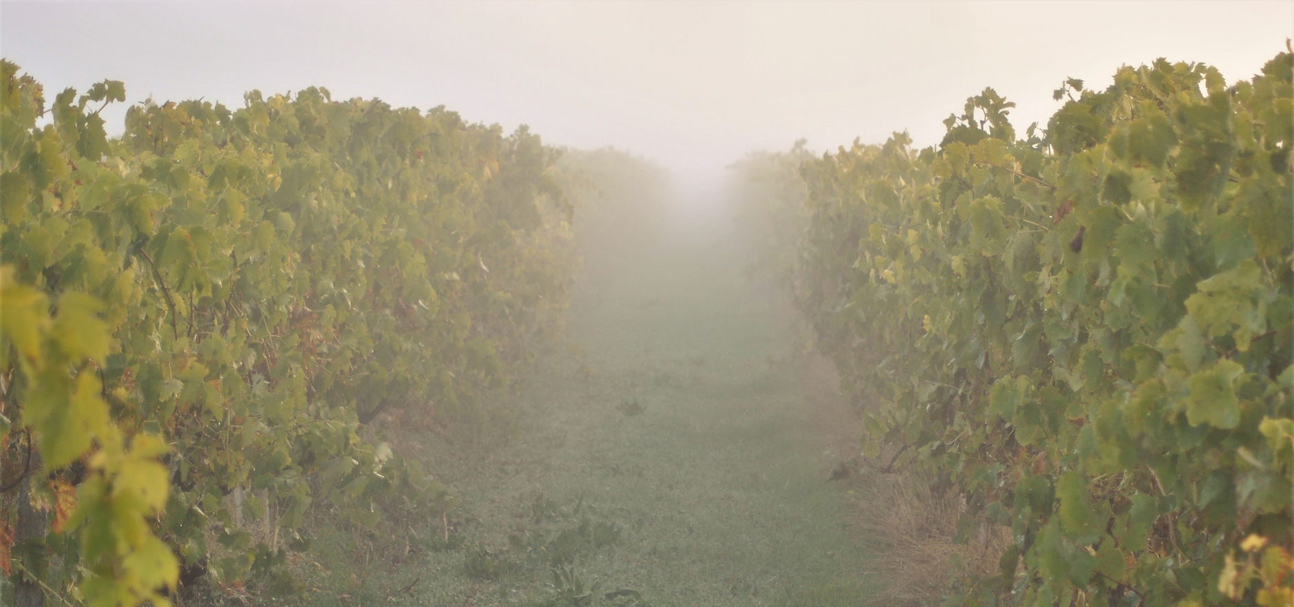 Domaine de Chateau Guynot