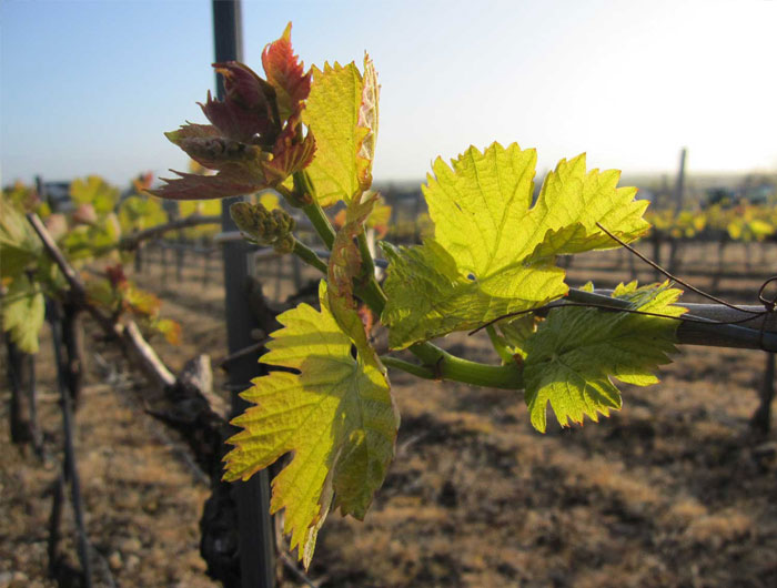 Domaine de Flines