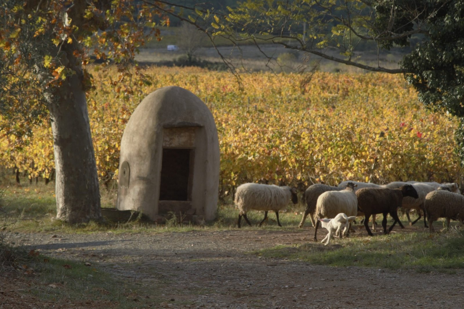 Domaine de Gabelas