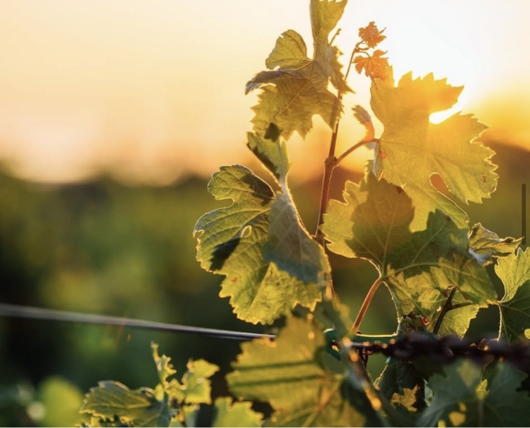 Domaine de Fontenelles