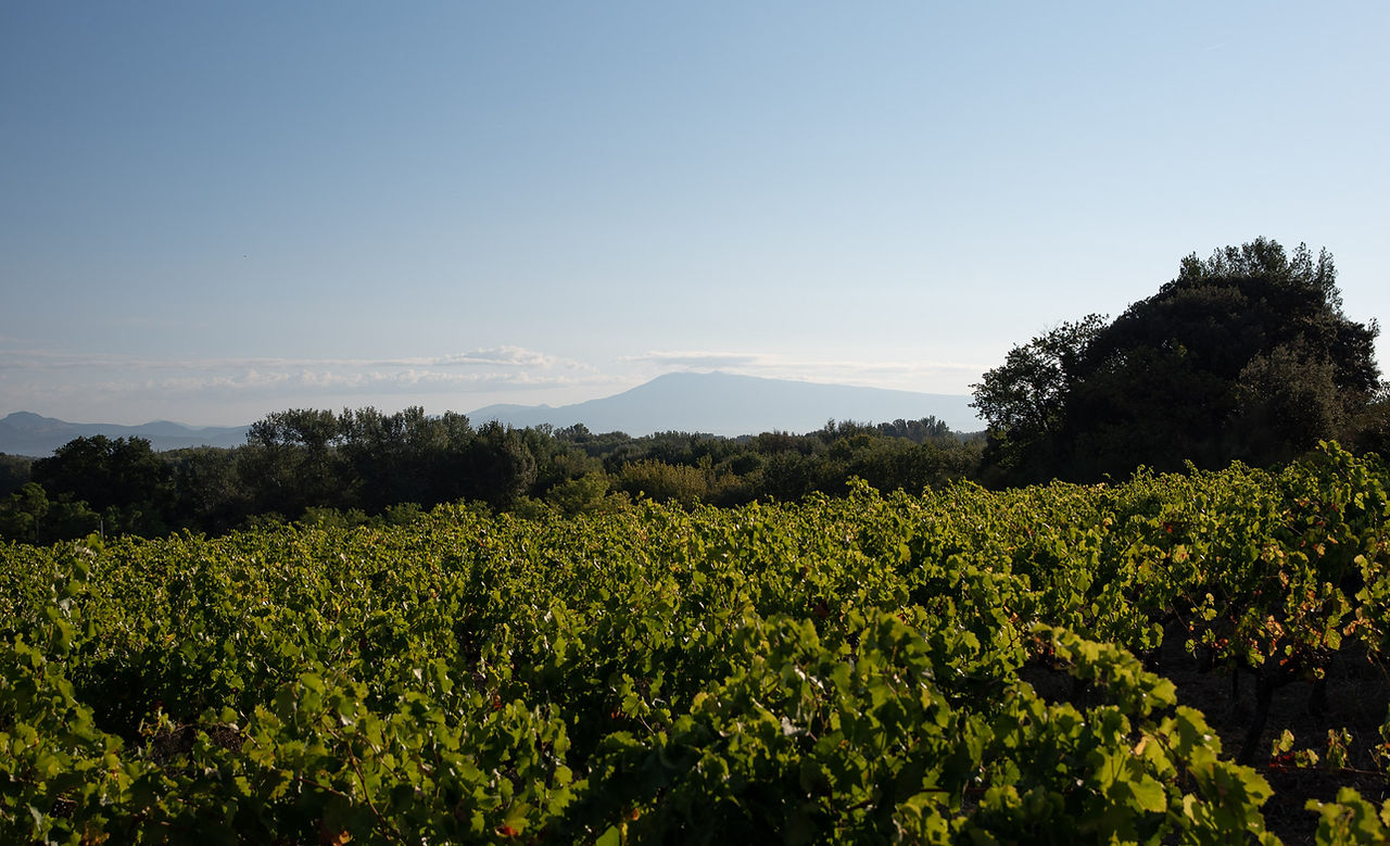Domaine de Gigognan