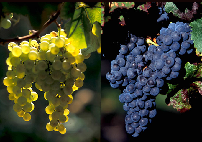 Domaine de Grange Neuve