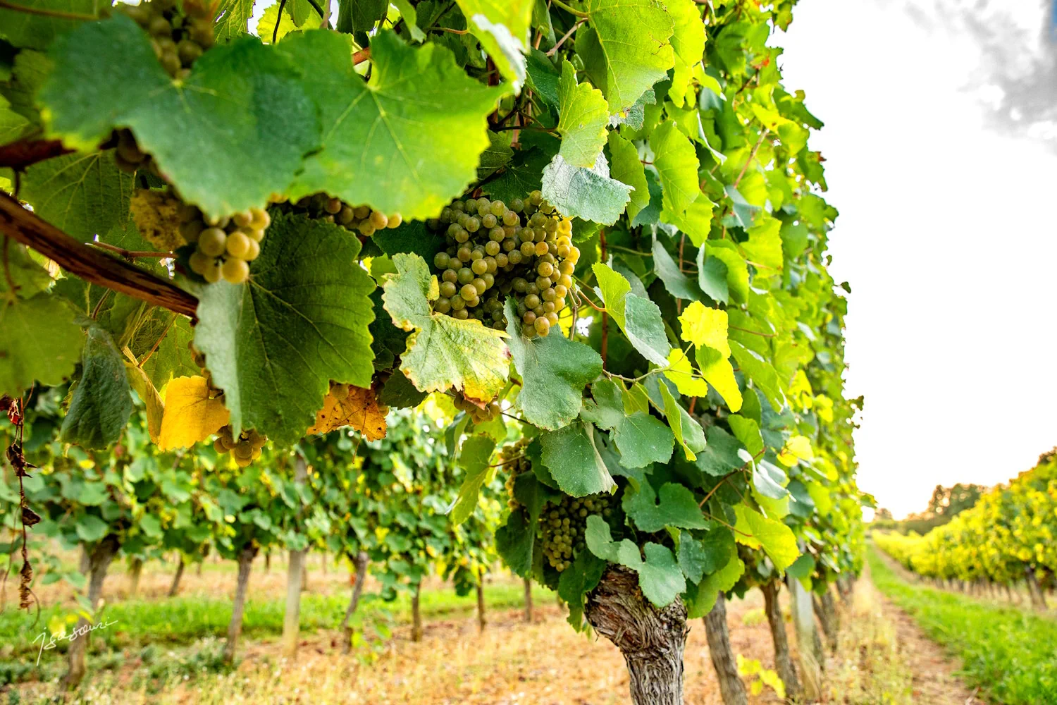 Domaine de Guillaman