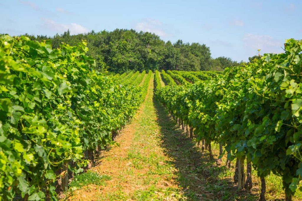 Domaine de Joy
