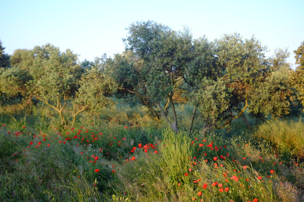 Domaine de l'Anchois