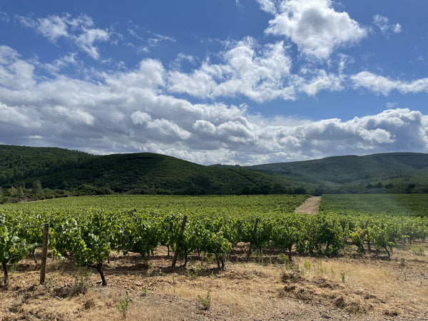 Domaine de l'Orchis Pourpre