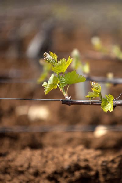 Domaine de la Galopiere