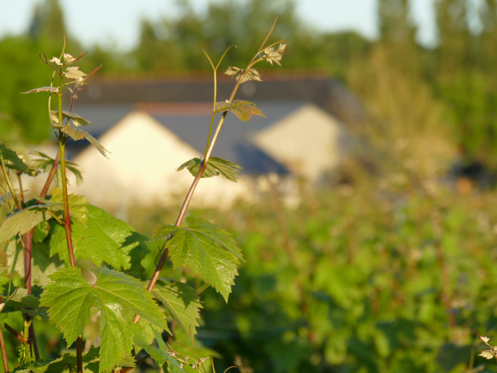 Domaine de la Gauterie