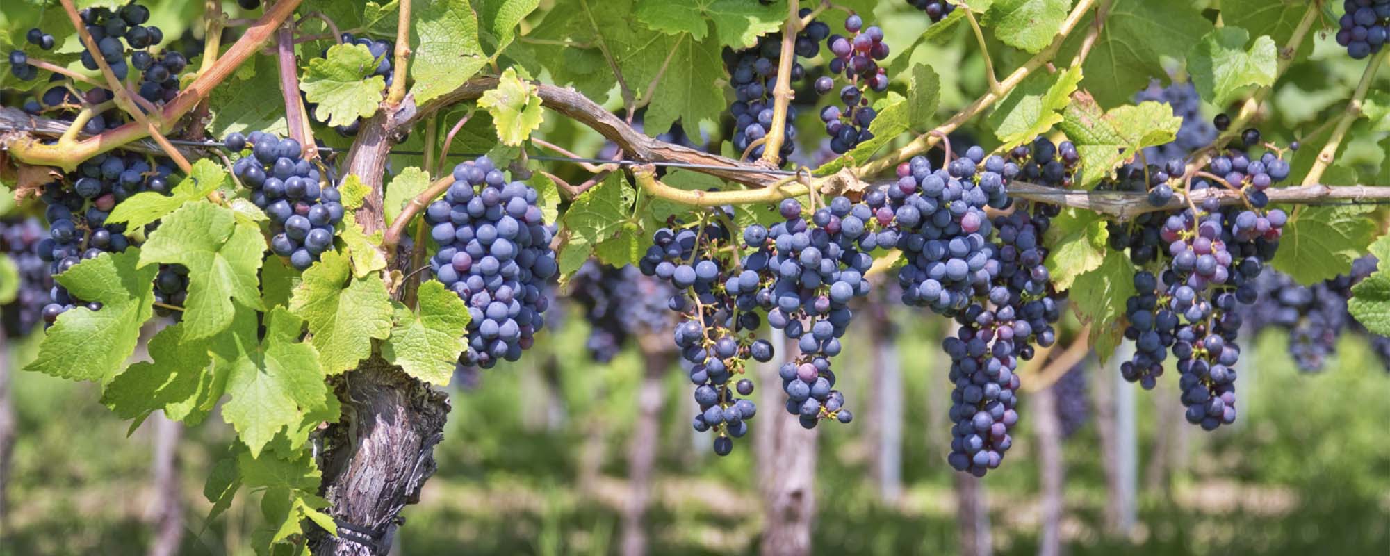 Domaine de la Jaufrette