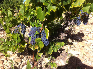 Domaine de la Mereuille