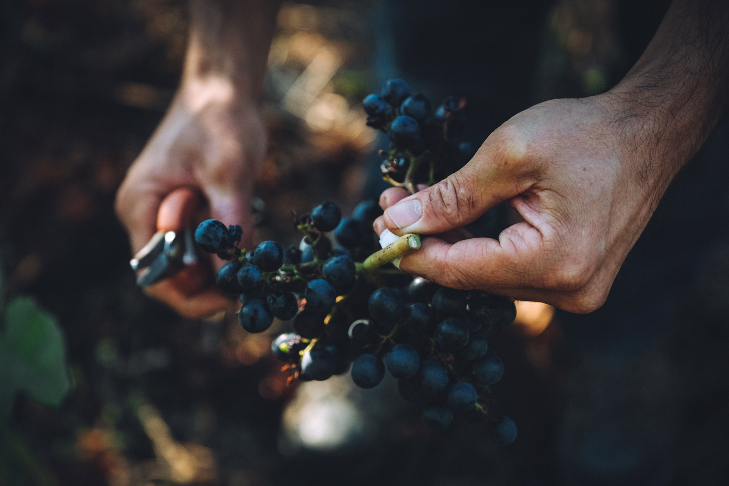 Domaine de la Petite Tuile