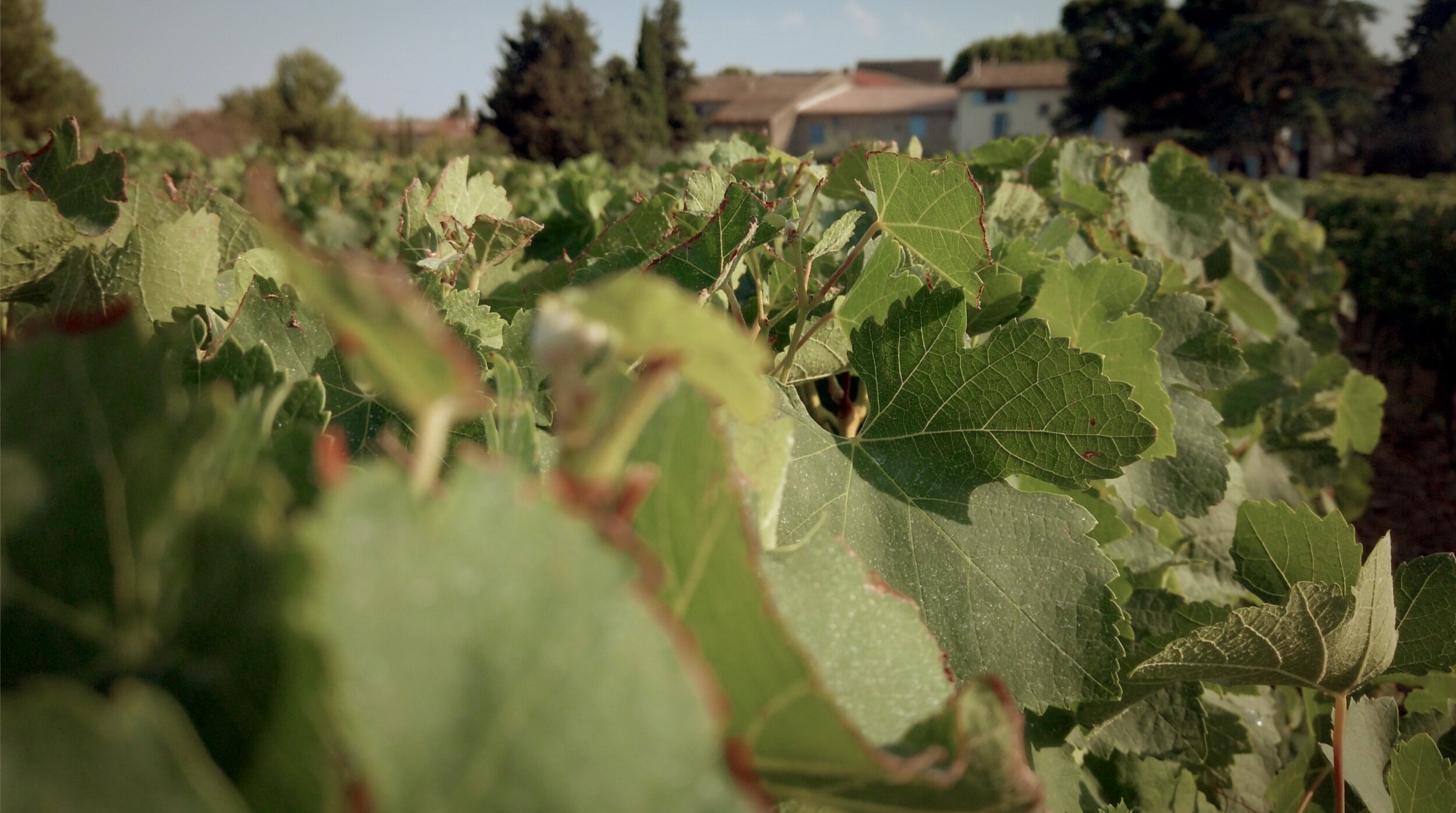 Domaine de la Senche