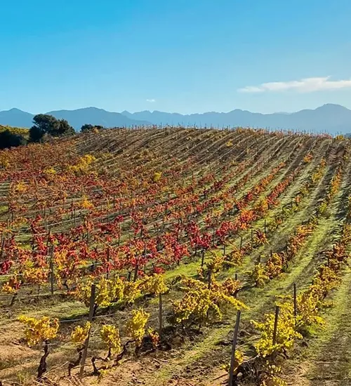Domaine de la Sorba