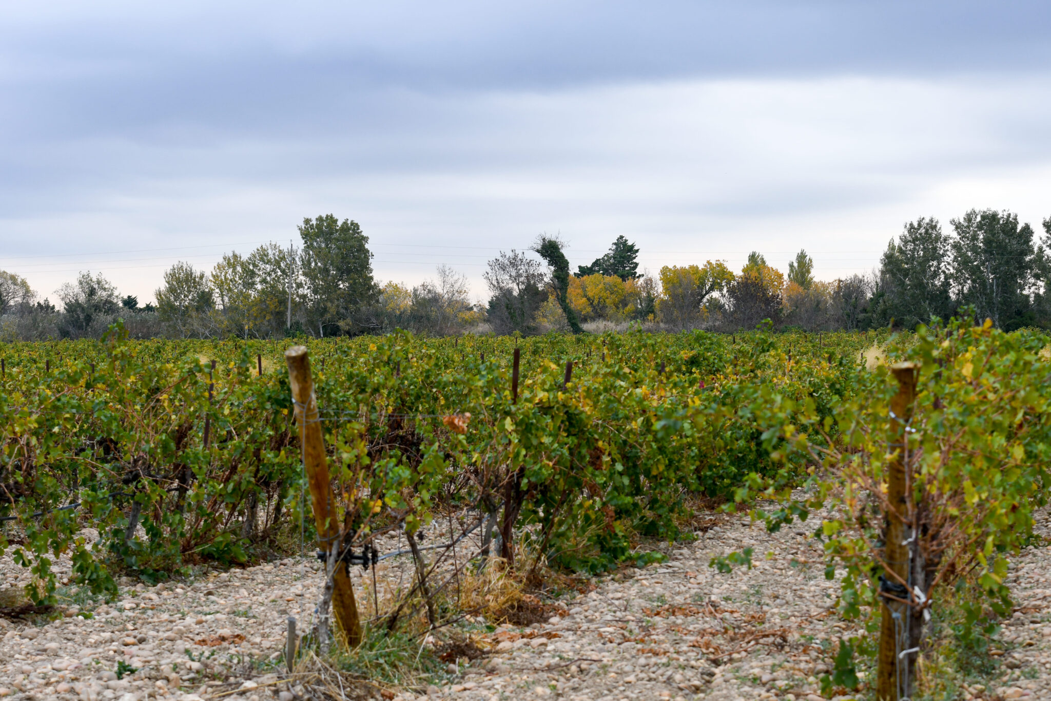 Domaine de la Tour