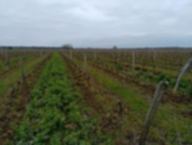 Domaine de la Treille